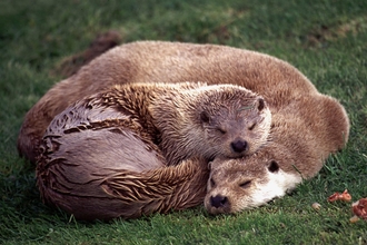 Sleeping Otters