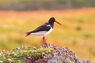 Oystercatcher credit Mike Snelle