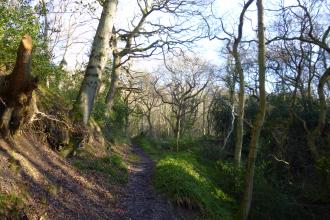 Little Beck Wood Nature Reserve