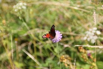 Peacock on field scabious at Bishop Monkton - Credit Alan Redden