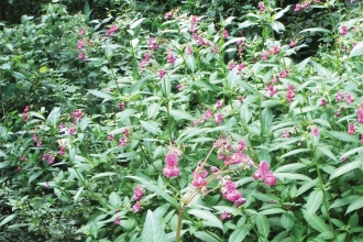 Himalayan balsam