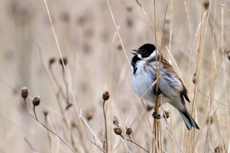 Reed bunting credit Amy Lewis