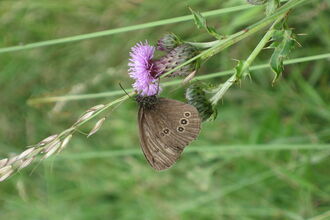 Ripon Loop Nature Reserve Credit Jenny Hayward