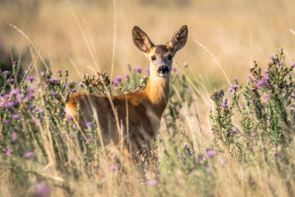 Roe deer credit Pixabay