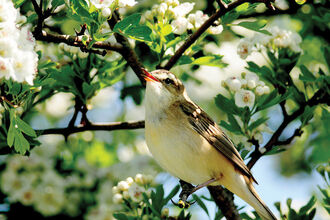 Sedge warbler credit Ian Sexton