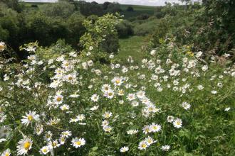 Sherburn Willows Nature Reserve Credit Jono Leadley