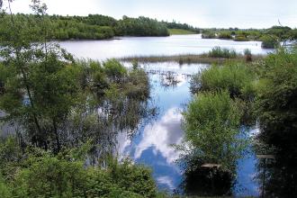 Thorpe Marsch Nature Reserve Credit Mick Townsend