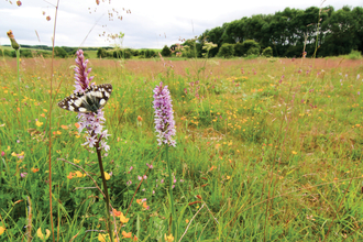 Wharram Quarry Nature Reserve Credit Tom Marshall