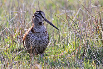 Woodcock credit Margaret Holland