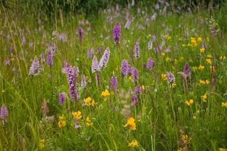 Orchids at Ledston Luck