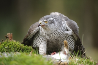 Birds of prey  Yorkshire Wildlife Trust