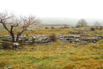 Brae pasture