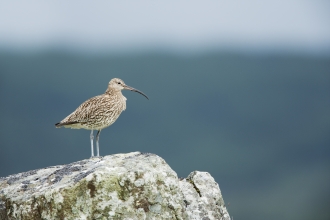 Curlew