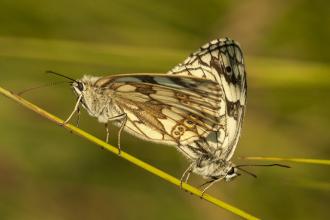 Marbled whites Townclose