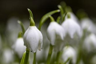 Snowdrop credit Chris Lawrence