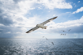 Fulmar
