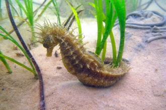 Spiny seahorse, the Wildlife Trusts