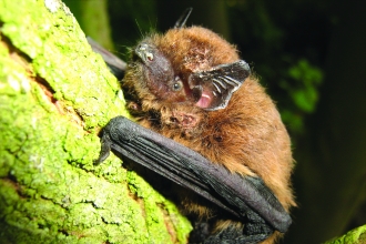 Bat