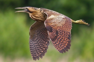 Bittern © Nidge Nilsen