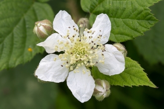 Bramble © Derek Parker