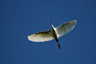 Little egret © Boguslawa Piatkowska