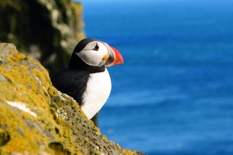 Puffin Cliff