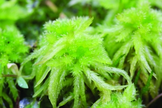 Sphagnum