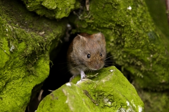 Bank Vole