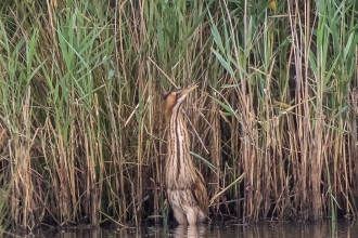 Bittern © Martin Roper