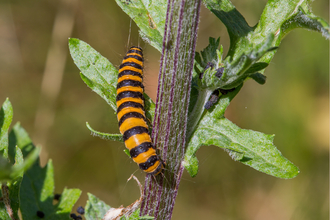Cinnabar moth caterpillar © Derek Parker