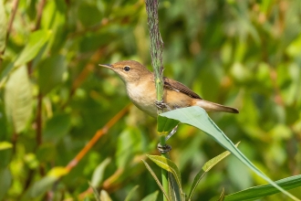Reed warbler © Paul Paddock