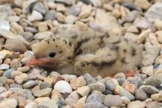 Tern Chick (C) Lucy Murgatroyd