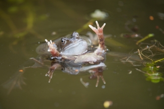 Common frog credit © Mark Hamblin