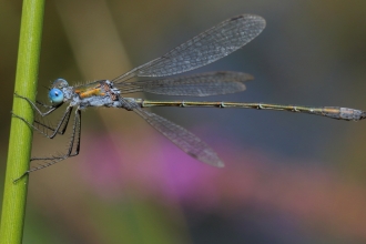 Emerald damselfly © Allen Holmes