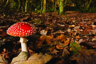 Fungi Fly Agaric