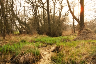 Askham Bog