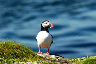 Puffin on cliffs