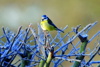 Blue tit snow