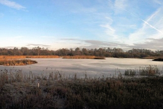 Frozen Piper Marsh