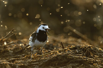 Pied wagtail - Credit Chris Gomersall 2020 Vision