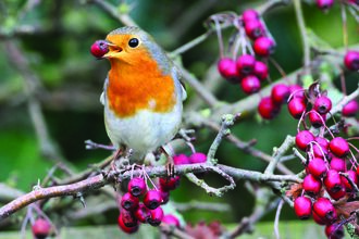 Robin and Berry