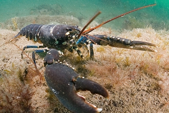 Common Lobster