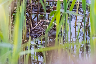 Jack snipe © Paul Paddock