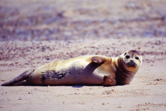 Common seal