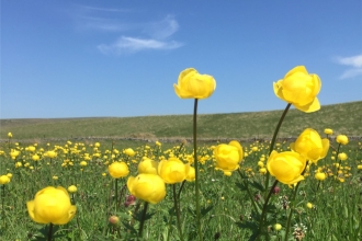 Globeflower Ashes Pasture