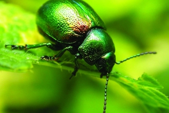 Tansy Beetle