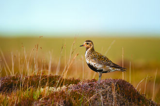 Golden plover