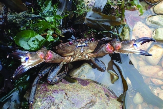 Velvet Swimming Crab