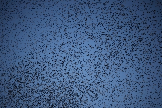 Starlings flying across the sky