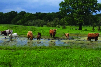Carr Lodge cattle
